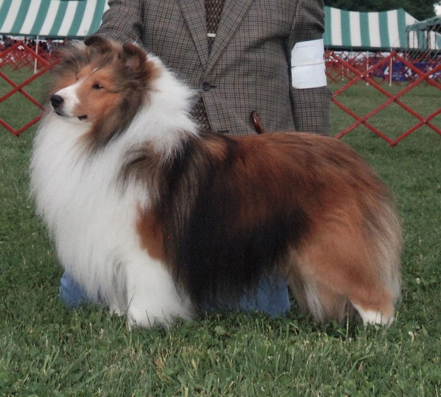 rabbit run shelties